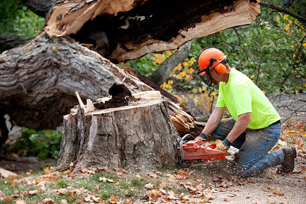 How Our Tree Care Process Works  in  Rose Hill, VA